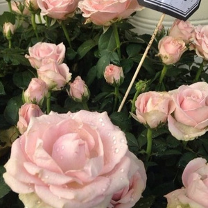 姐姐吃妹妹胸动漫
