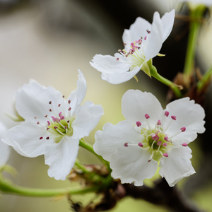 姐姐吃妹妹胸动漫

